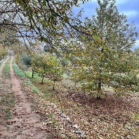 Il Trullo E Il Fortino 알베르벨로 외부 사진