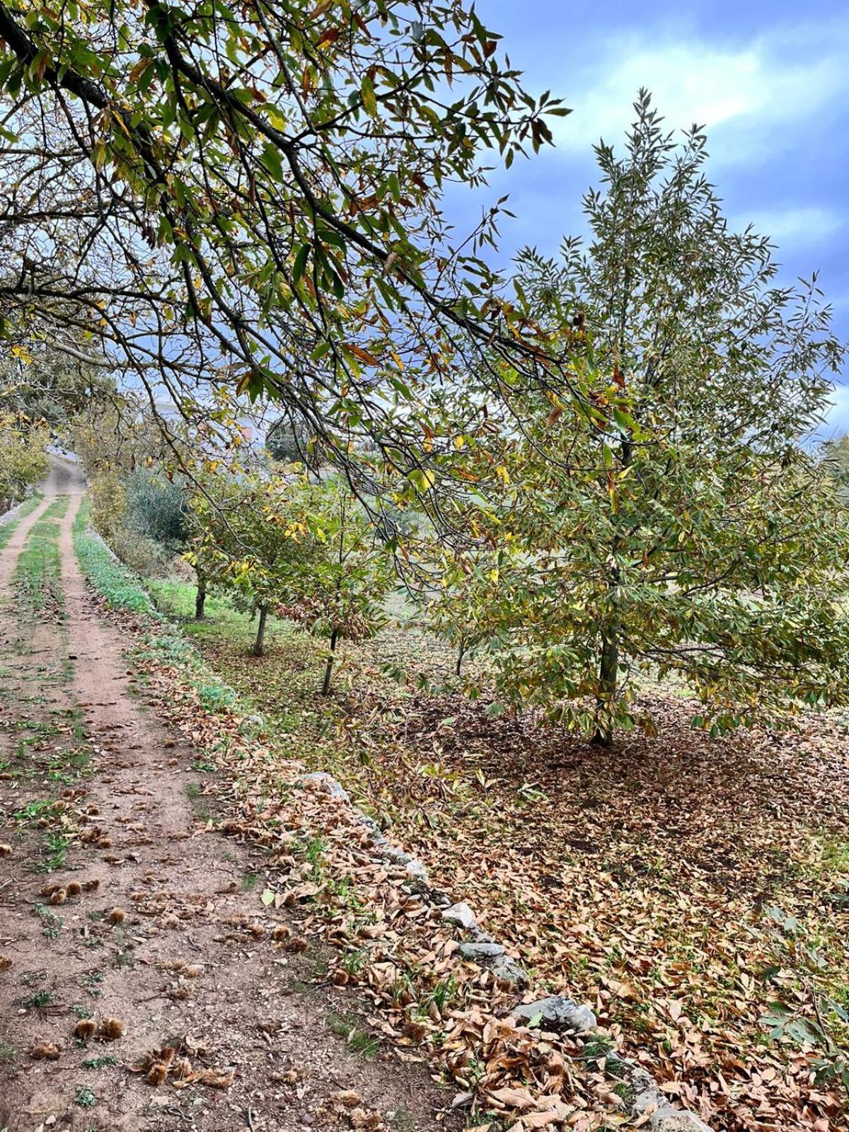 Il Trullo E Il Fortino 알베르벨로 외부 사진