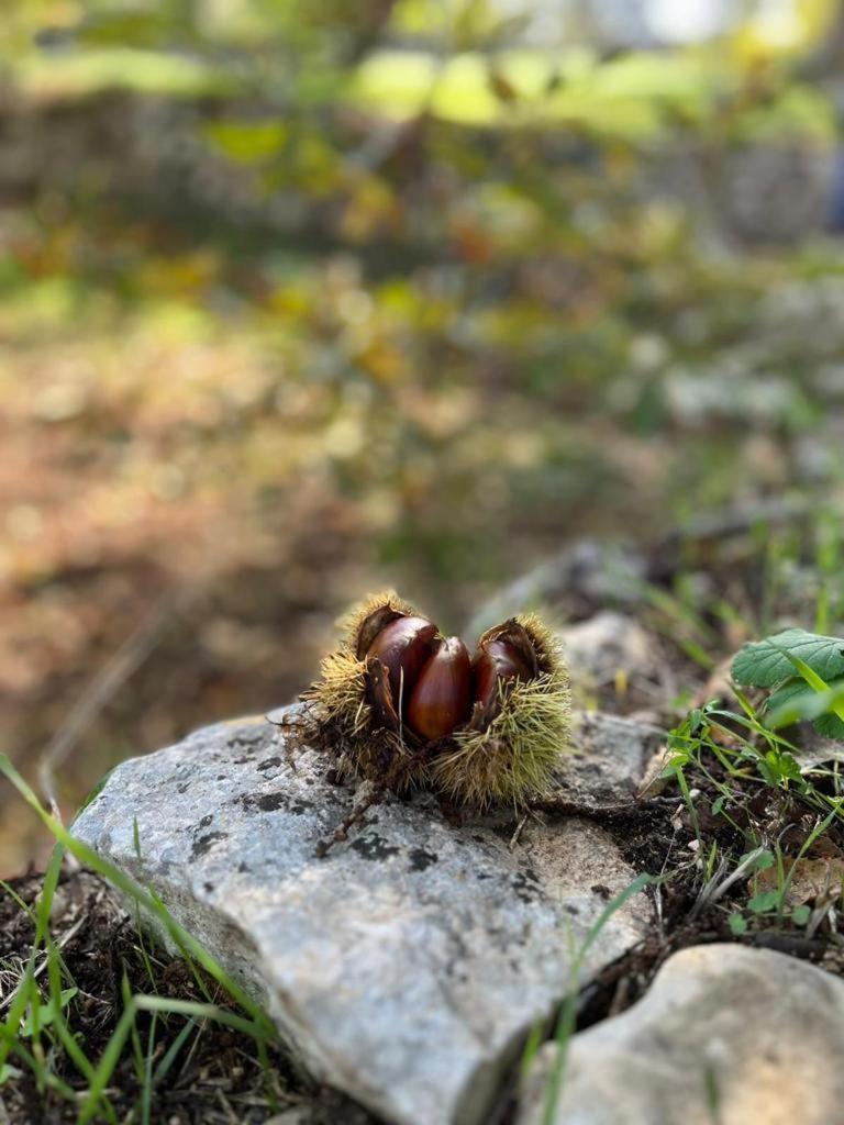 Il Trullo E Il Fortino 알베르벨로 외부 사진