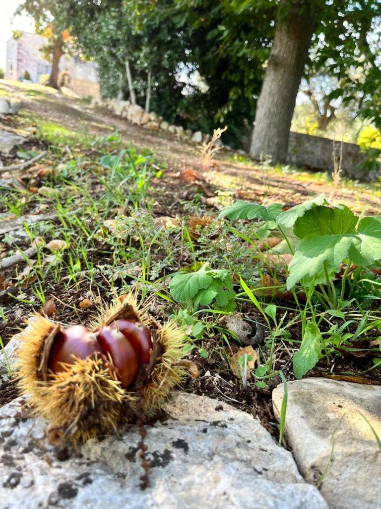 Il Trullo E Il Fortino 알베르벨로 외부 사진